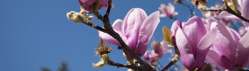Magnolias in Spring